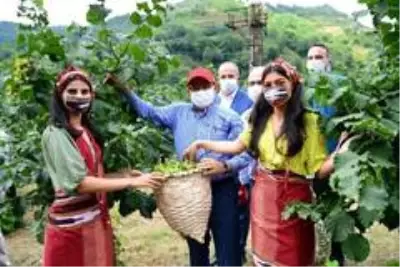 Trabzon'da fındık hasadına başlandı Trabzon'da fındık hasadına başlandı