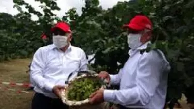 Trabzon'da fındık hasadına başlandı Trabzon'da fındık hasadına başlandı
