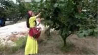 Son dakika haberi | Trabzon'da fındık hasadına başlandı Son dakika haberi | Trabzon'da fındık hasadına başlandı