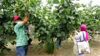 Trabzon'da fındık hasadına başlandı Trabzon'da fındık hasadına başlandı