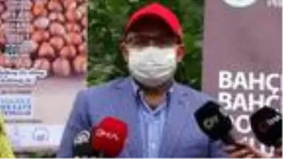 Trabzon'da 'örnek bahçede' fındık hasadı Trabzon'da 'örnek bahçede' fındık hasadı