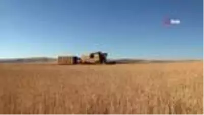 Ahlat'ta 70 bin ton buğday hasadı bekleniyor Ahlat'ta 70 bin ton buğday hasadı bekleniyor