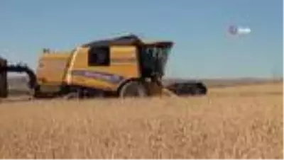 Ahlat'ta 70 bin ton buğday hasadı bekleniyor Ahlat'ta 70 bin ton buğday hasadı bekleniyor