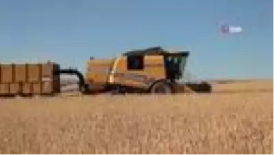 Ahlat'ta 70 bin ton buğday hasadı bekleniyor Ahlat'ta 70 bin ton buğday hasadı bekleniyor