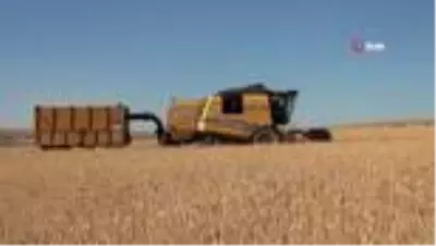 Ahlat'ta 70 bin ton buğday hasadı bekleniyor Ahlat'ta 70 bin ton buğday hasadı bekleniyor