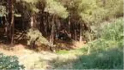 Baba ile 7 yaşındaki kızı, ayrı ilçelerde ağaca iple asılı halde ölü bulundu Baba ile 7 yaşındaki kızı, ayrı ilçelerde ağaca iple asılı halde ölü bulundu