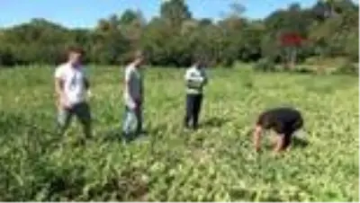 Bartın'da ilk kez kavun üretti Bartın'da ilk kez kavun üretti