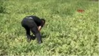 Bartın'da ilk kez kavun üretti Bartın'da ilk kez kavun üretti