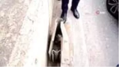 Belediye başkanının dikkati yavru kediyi hayatta tuttu Belediye başkanının dikkati yavru kediyi hayatta tuttu