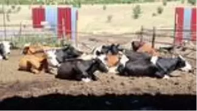 Bir inekle başladığı hayvancılıkta 5 yılda çiftlik sahibi oldu Bir inekle başladığı hayvancılıkta 5 yılda çiftlik sahibi oldu