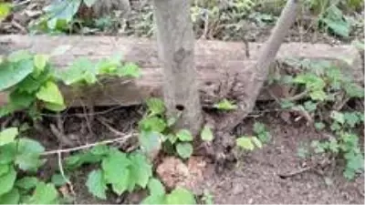 Fındığın kanseri böcek 'Drakula' yayılışını sürdürüyor, fındık üreticileri çaresiz Fındığın kanseri böcek 'Drakula' yayılışını sürdürüyor, fındık üreticileri çaresiz