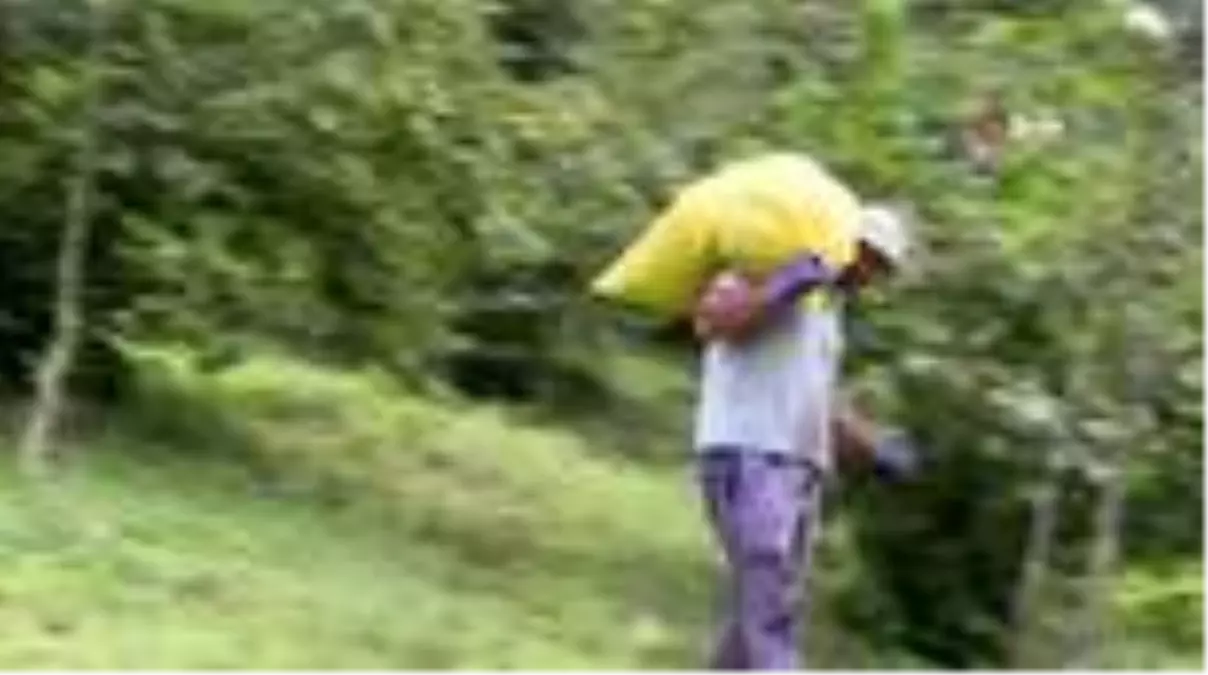 Fındıkta hem üretici hem işçi memnun