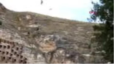 GAZİANTEP Kelaynakların sayısı giderek artıyor GAZİANTEP Kelaynakların sayısı giderek artıyor