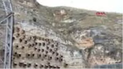 GAZİANTEP Kelaynakların sayısı giderek artıyor GAZİANTEP Kelaynakların sayısı giderek artıyor