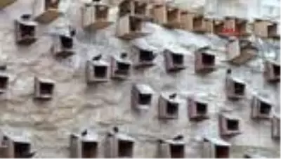 GAZİANTEP Kelaynakların sayısı giderek artıyor GAZİANTEP Kelaynakların sayısı giderek artıyor