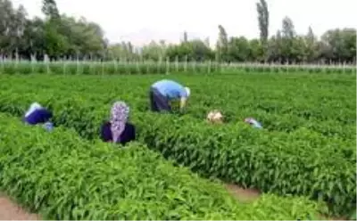 Kavurucu sıcakta sebze hasadı Kavurucu sıcakta sebze hasadı