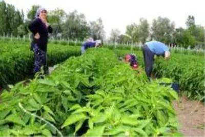 Kavurucu sıcakta sebze hasadı Kavurucu sıcakta sebze hasadı