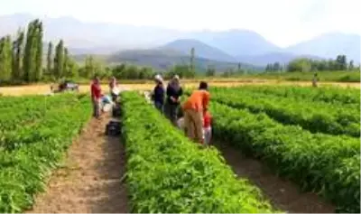 Kavurucu sıcakta sebze hasadı Kavurucu sıcakta sebze hasadı