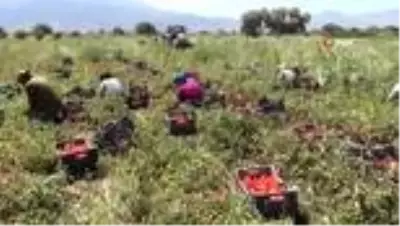 Korona sebebiyle ekim yapamayan ülkelere kurutulmuş domatesler Manisa'dan Korona sebebiyle ekim yapamayan ülkelere kurutulmuş domatesler Manisa'dan