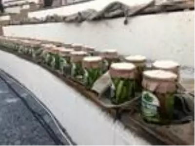 Koronavirüs gölgesinde en iyi kavun ve bamya üreticileri yarıştı Koronavirüs gölgesinde en iyi kavun ve bamya üreticileri yarıştı