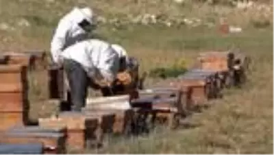 Kupalı, madalyalı organik Eğriçayır balında hasat coşkusu Kupalı, madalyalı organik Eğriçayır balında hasat coşkusu