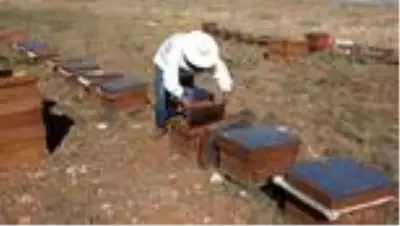 Kupalı, madalyalı organik Eğriçayır balında hasat coşkusu Kupalı, madalyalı organik Eğriçayır balında hasat coşkusu