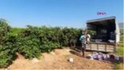 MERSİN Şifa kaynağı böğürtlen 10 TL'den alıcı buluyor MERSİN Şifa kaynağı böğürtlen 10 TL'den alıcı buluyor