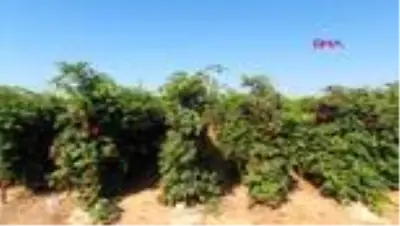 MERSİN Şifa kaynağı böğürtlen 10 TL'den alıcı buluyor MERSİN Şifa kaynağı böğürtlen 10 TL'den alıcı buluyor