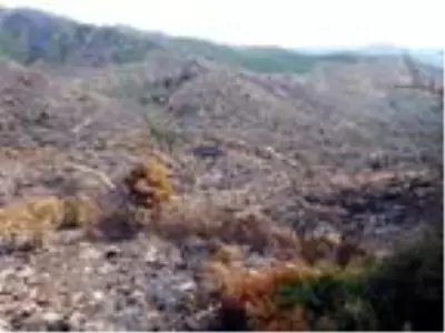 Milas'ta 50 hektar tarım ve orman arazisi yandı Milas'ta 50 hektar tarım ve orman arazisi yandı
