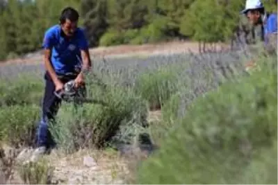 Mor hasat başladı Mor hasat başladı
