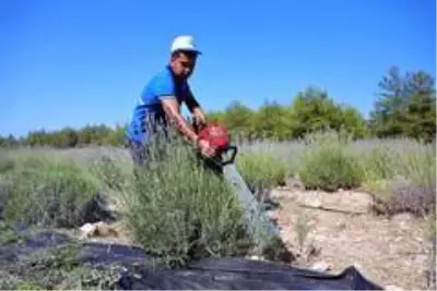 Mor hasat başladı Mor hasat başladı