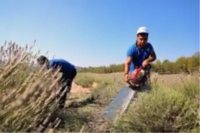 Mor hasat başladı Mor hasat başladı