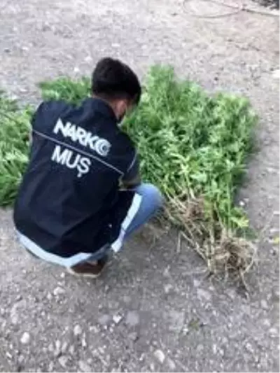 Muş'ta 73 kök Hint keneviri ele geçirildi Muş'ta 73 kök Hint keneviri ele geçirildi