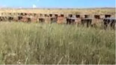 Ödüllü Eğriçayır balının hasadı yapıldı Ödüllü Eğriçayır balının hasadı yapıldı