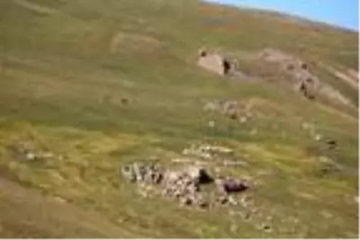 Sağımı başlanan Anzer balında küçükbaş tehdidi Sağımı başlanan Anzer balında küçükbaş tehdidi