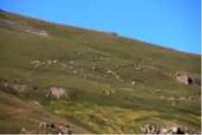 Sağımı başlanan Anzer balında küçükbaş tehdidi Sağımı başlanan Anzer balında küçükbaş tehdidi