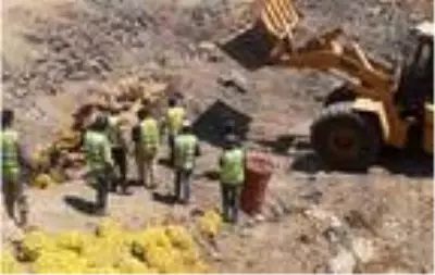 Sağlığa zararlı 25 ton patates yakılarak imha edildi Sağlığa zararlı 25 ton patates yakılarak imha edildi