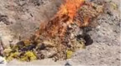 Sağlığa zararlı 25 ton patates yakılarak imha edildi Sağlığa zararlı 25 ton patates yakılarak imha edildi