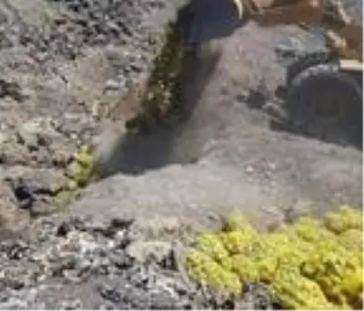 Sağlığa zararlı 25 ton patates yakılarak imha edildi Sağlığa zararlı 25 ton patates yakılarak imha edildi