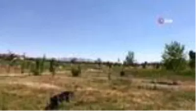 Tedavileri tamamlanan kuşlar doğaya salındı Tedavileri tamamlanan kuşlar doğaya salındı