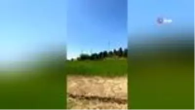 Tedavileri tamamlanan kuşlar doğaya salındı Tedavileri tamamlanan kuşlar doğaya salındı