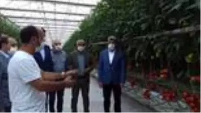 Termal seralarda yetiştirilen domatesler Antalya'ya gönderildi Termal seralarda yetiştirilen domatesler Antalya'ya gönderildi