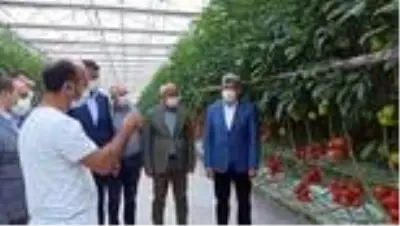 Termal seralarda yetiştirilen domatesler Antalya'ya gönderildi Termal seralarda yetiştirilen domatesler Antalya'ya gönderildi