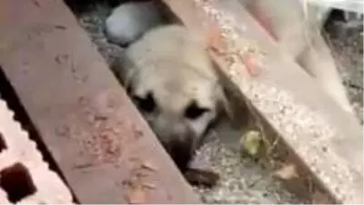 Tuğla yığını arasına sıkışan köpek yavrusu 2 saatte kutarıldı Tuğla yığını arasına sıkışan köpek yavrusu 2 saatte kutarıldı