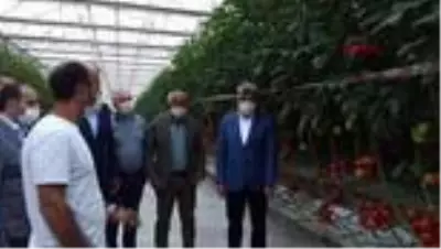 Van'da termal seralarda üretilen domatesler Antalya'ya gönderildi Van'da termal seralarda üretilen domatesler Antalya'ya gönderildi
