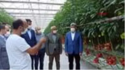 Van'da termal seralarda üretilen domatesler Antalya'ya gönderildi Van'da termal seralarda üretilen domatesler Antalya'ya gönderildi