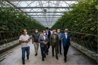 Van'dan Antalya'ya domates Van'dan Antalya'ya domates
