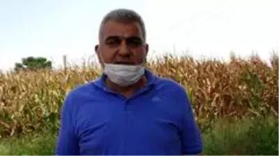Adana'da mısır hasadı mehter marşı ve dualar eşliğinde başladı Adana'da mısır hasadı mehter marşı ve dualar eşliğinde başladı