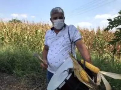 Adana'da mısır hasadı mehter marşı ve dualar eşliğinde başladı Adana'da mısır hasadı mehter marşı ve dualar eşliğinde başladı