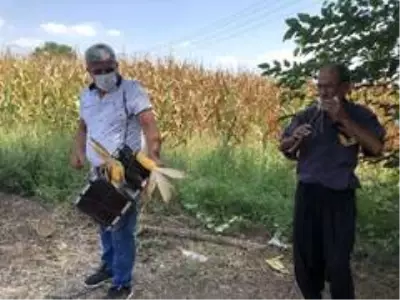 Adana'da mısır hasadı mehter marşı ve dualar eşliğinde başladı Adana'da mısır hasadı mehter marşı ve dualar eşliğinde başladı